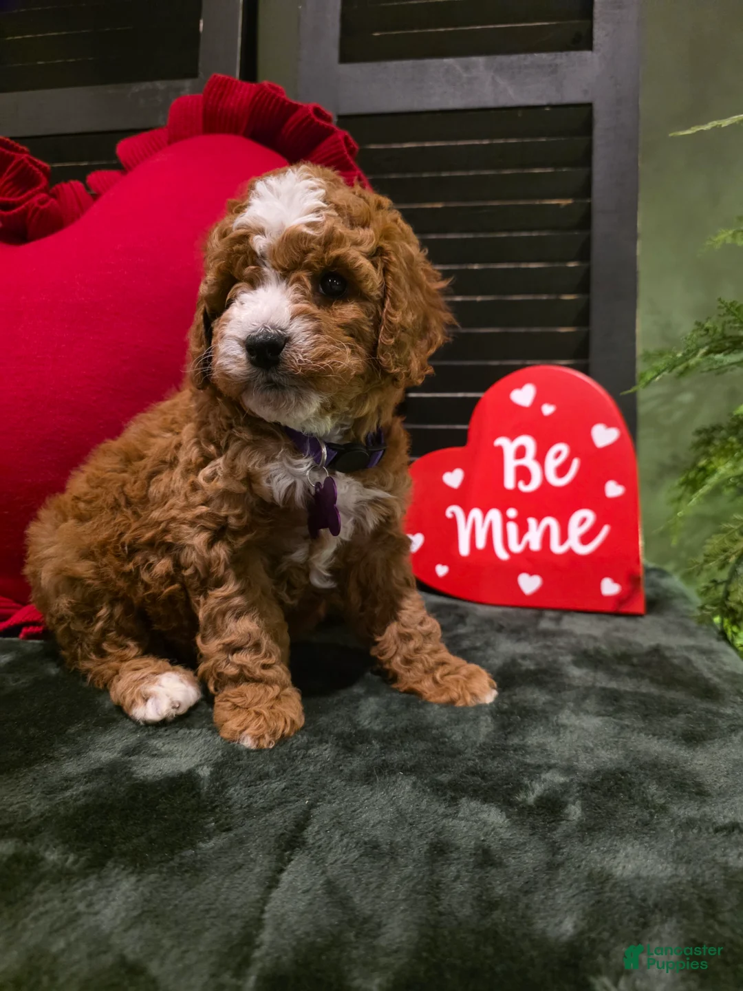 Mini Bernedoodle dogs for sale: Star - Ad 14