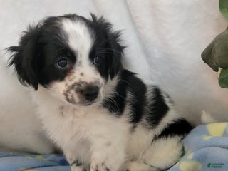 Havanese dogs - Ad 40