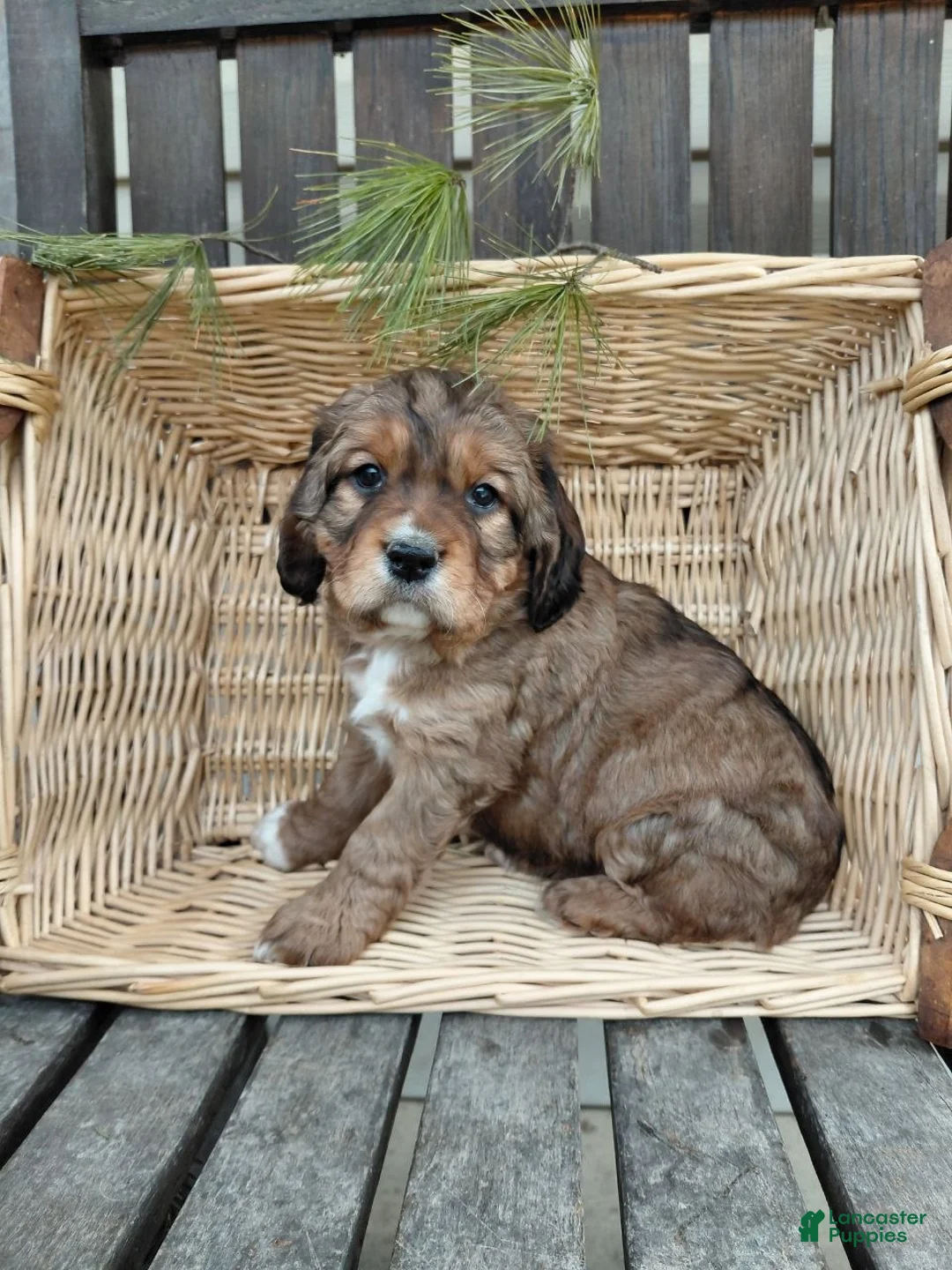 Mixed Breed dogs for sale: Arnie - Ad 1