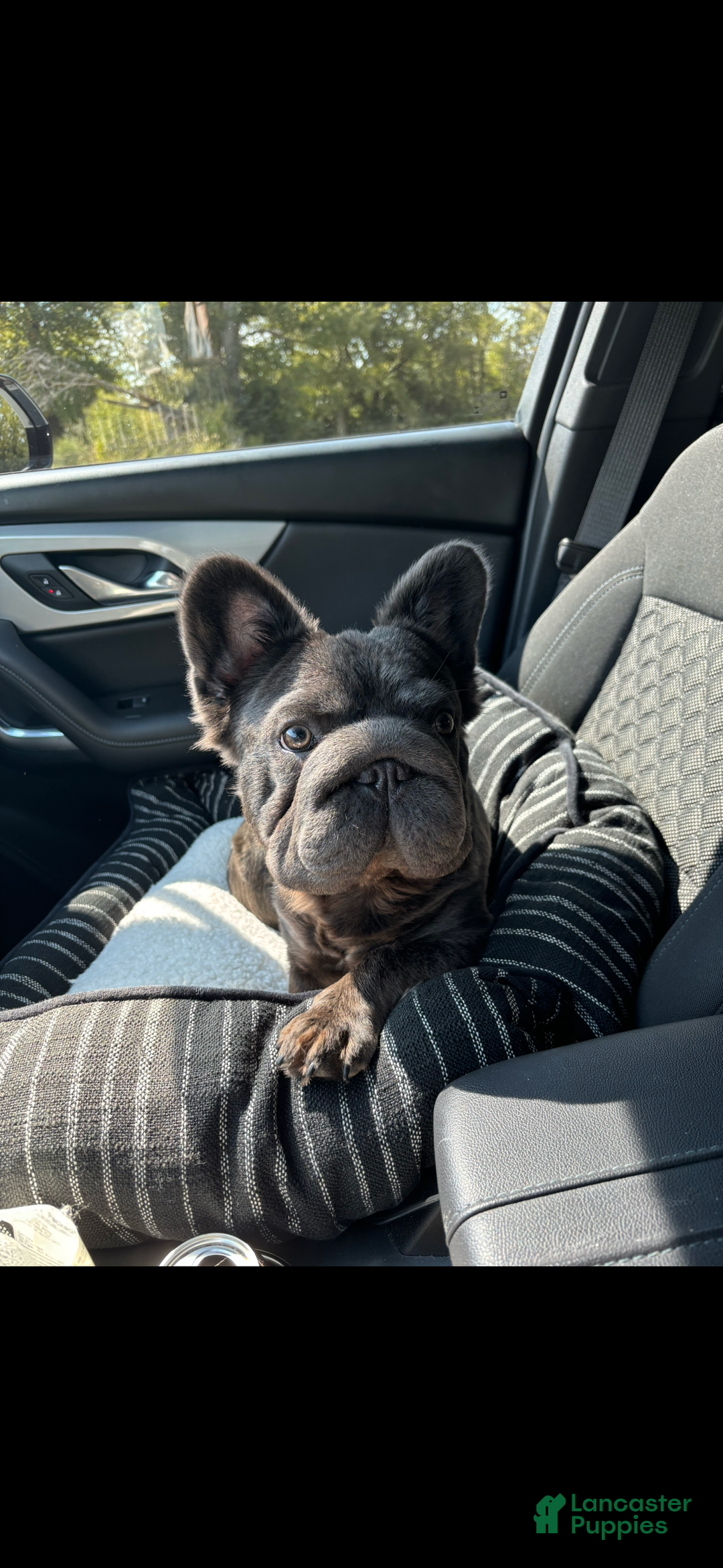 French Bulldog dogs for sale: Sonny - Ad 6