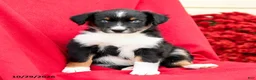 Australian Shepherd dogs for sale: Maverick - Ad 5