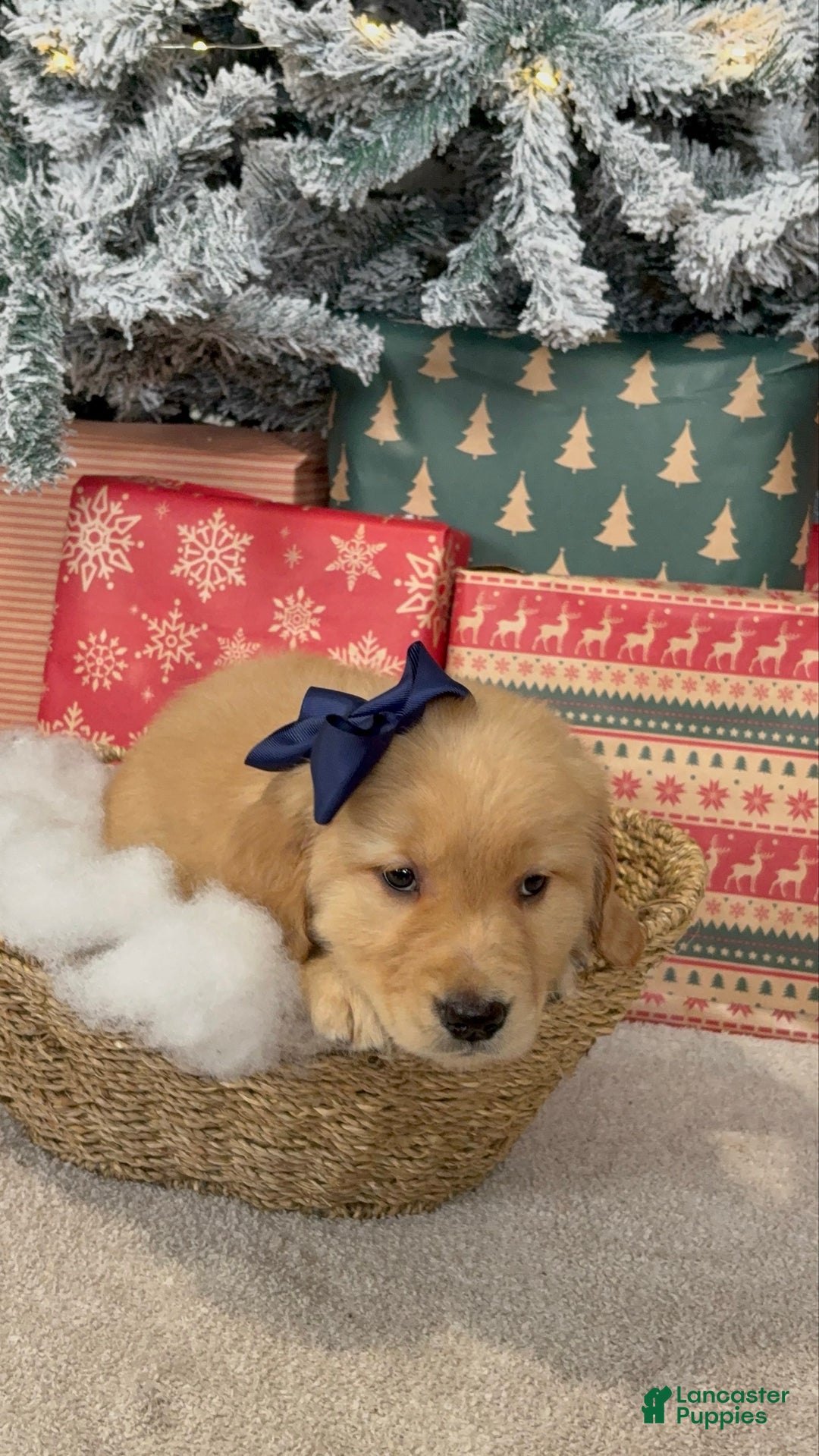 Golden Retriever dogs for sale: Snow - Ad 2