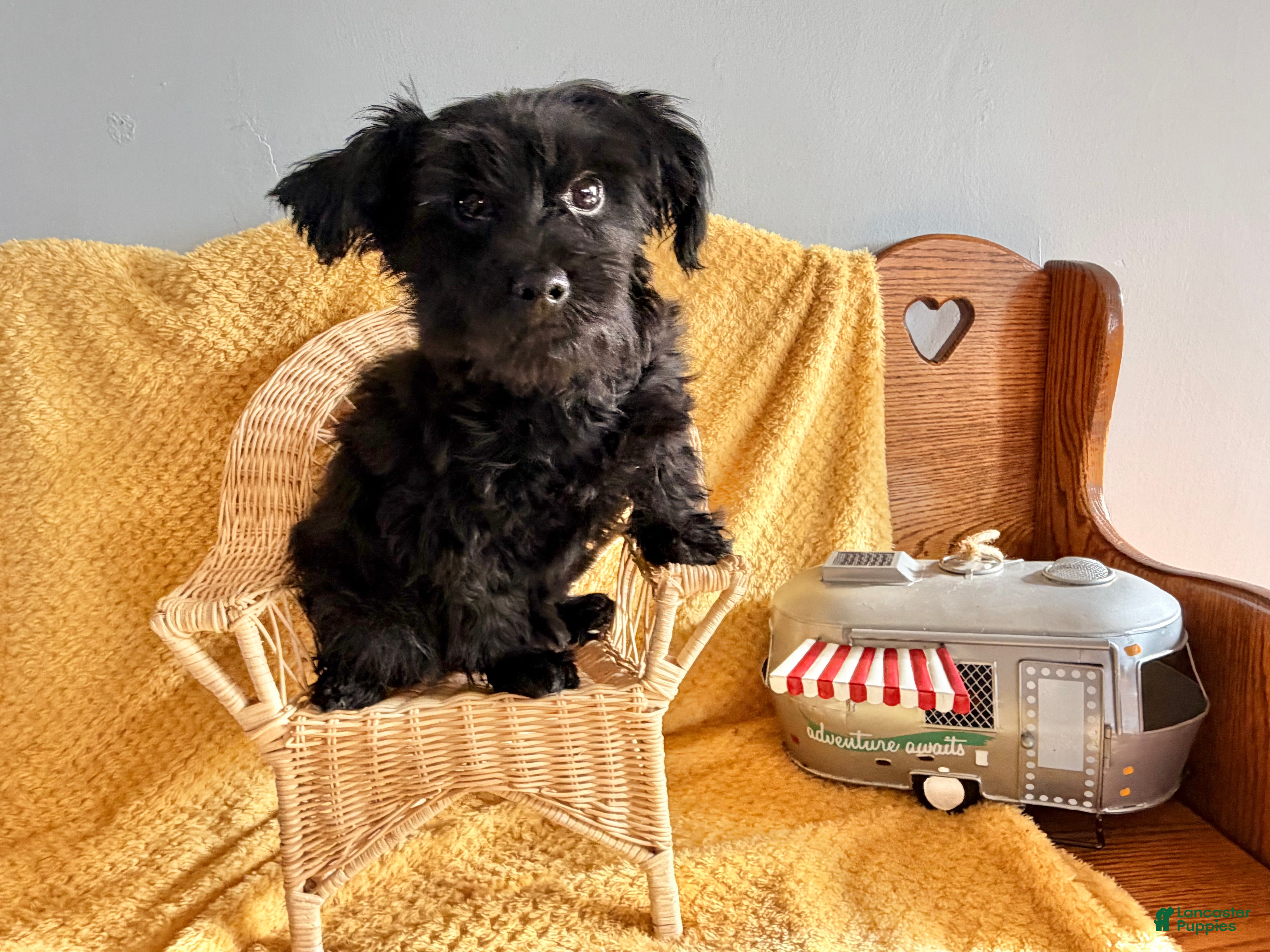 Yorkiepoo dogs Midnight - Ad 1