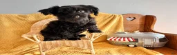 Yorkiepoo dogs for sale: Midnight - Ad 1