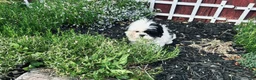 Shih Tzu dogs for sale: Shih Tzu Puppy boy - Ad 1
