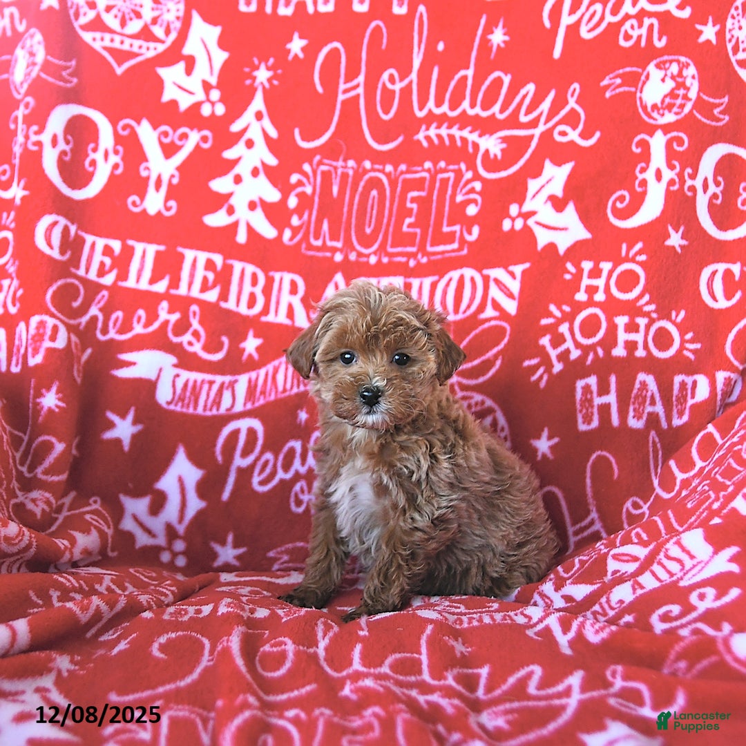 Mini Goldendoodle dogs for sale: Noelle - Ad 2