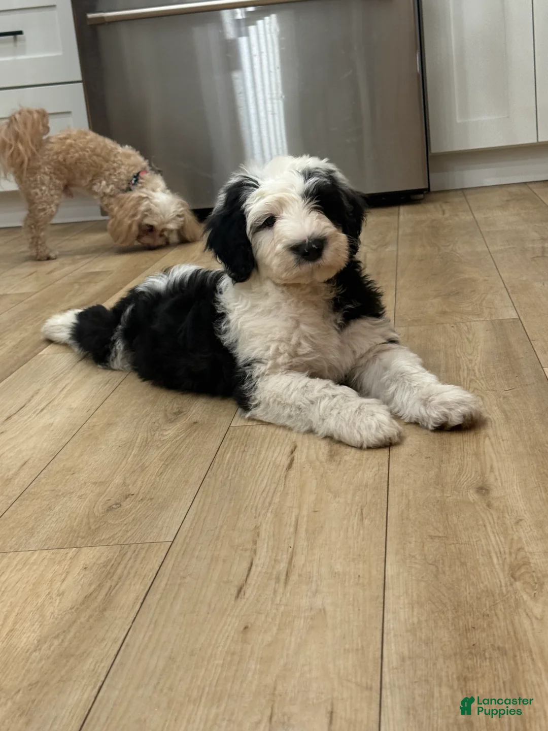Sheepadoodle dogs for sale: Lucky  - Ad 3