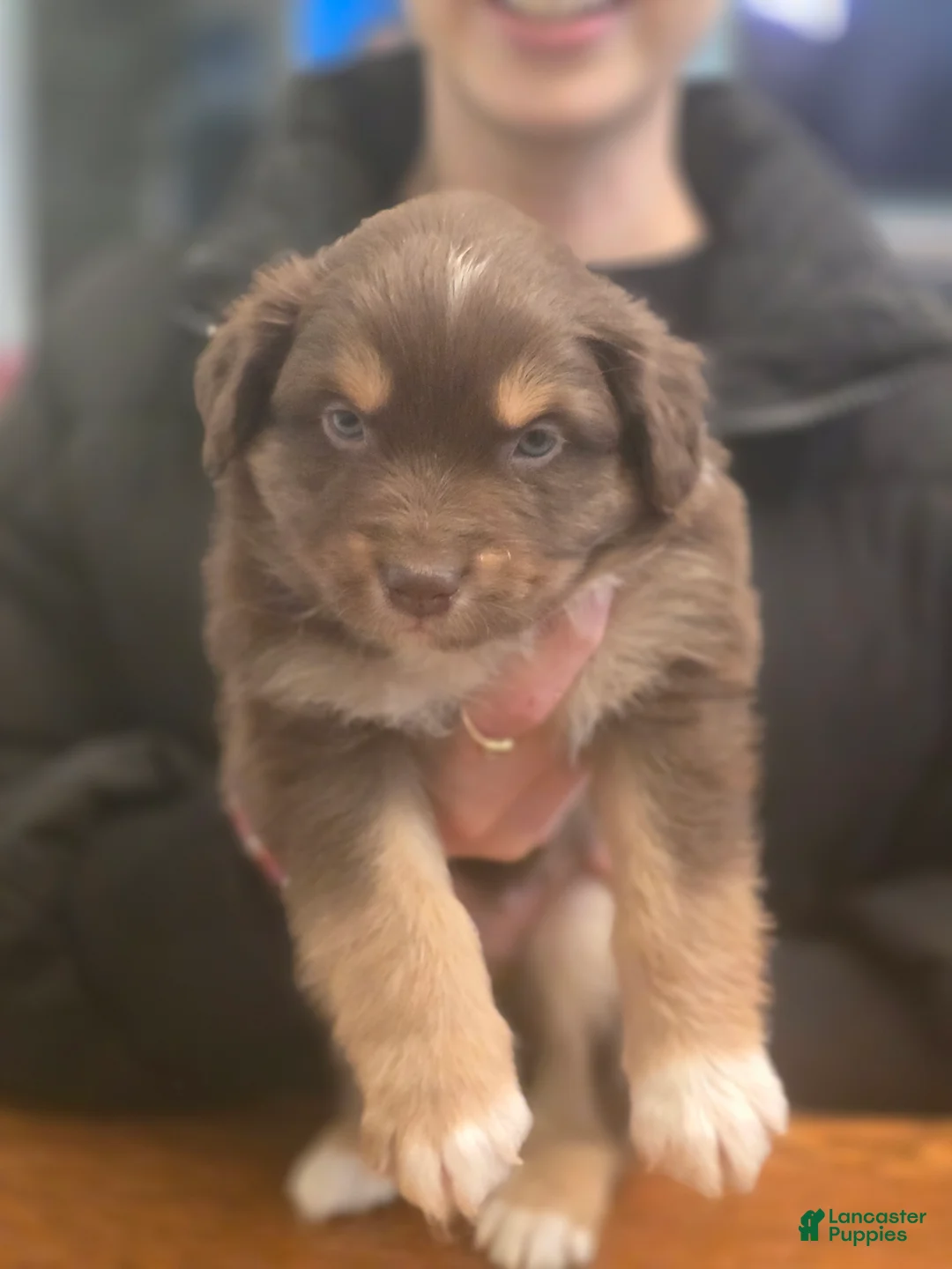 Australian Shepherd dogs for sale: Australian Shepherd Puppy 8 - Ad 2