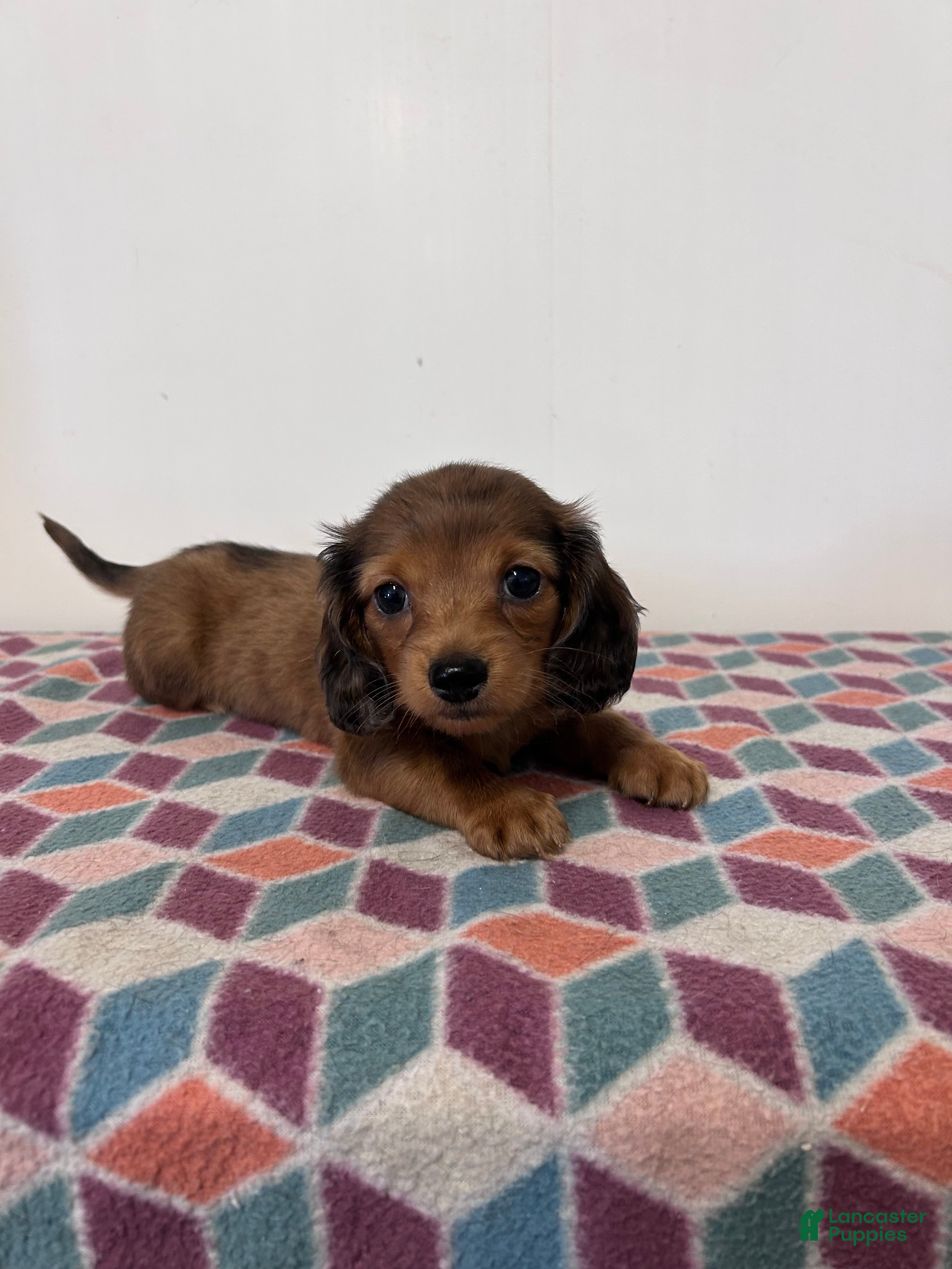 Miniature Dachshund dogs for sale: Monty - Ad 2