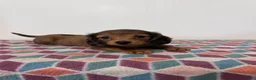 Miniature Dachshund dogs for sale: Monty - Ad 2