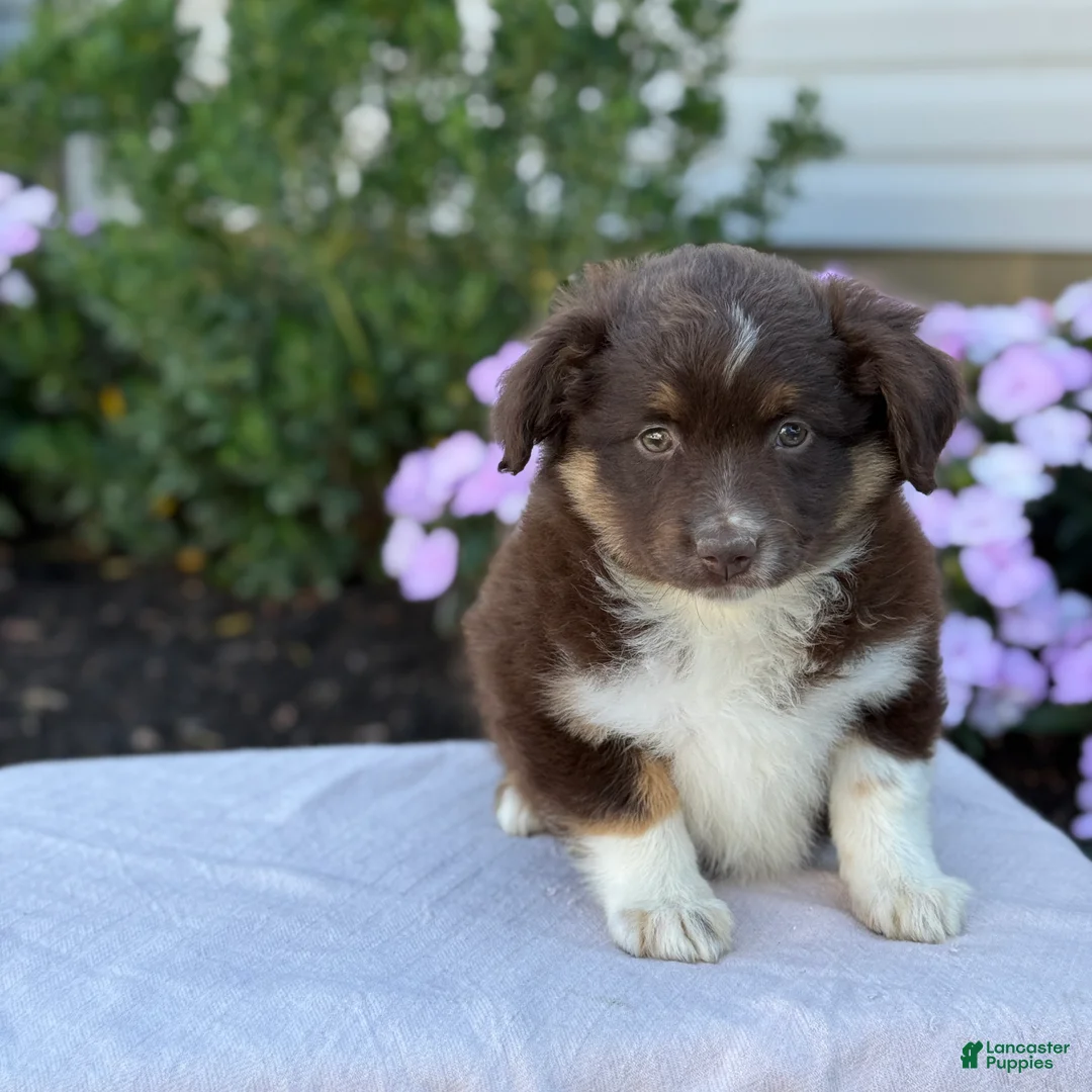 Miniature Australian Shepherd dogs for sale: Arabella - Ad 1