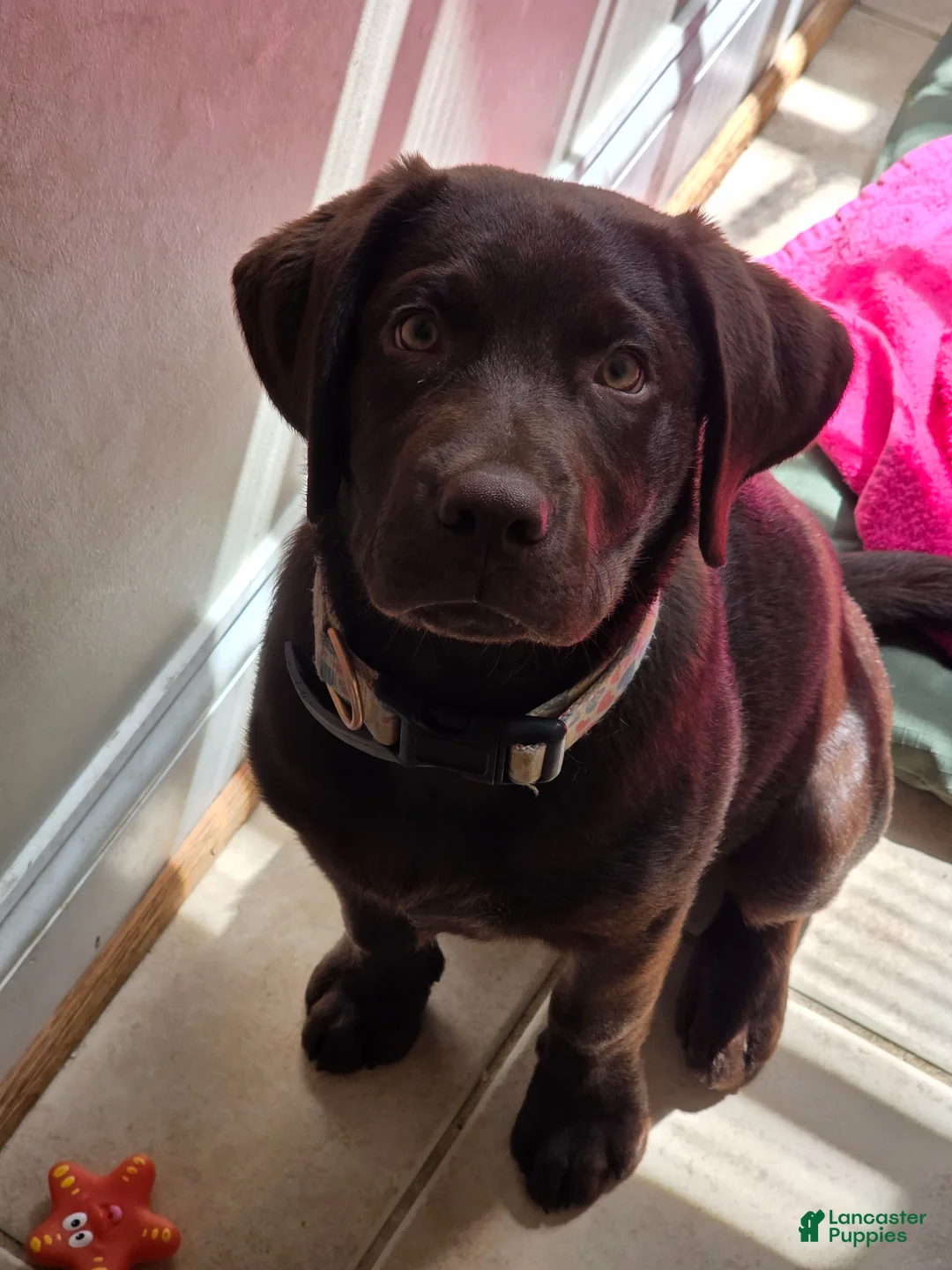 Labrador Retriever dogs for sale: Labrador Retriever Puppy 1 - Ad 4
