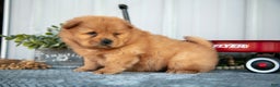 Chow Chow dogs for sale: Casio - Ad 2
