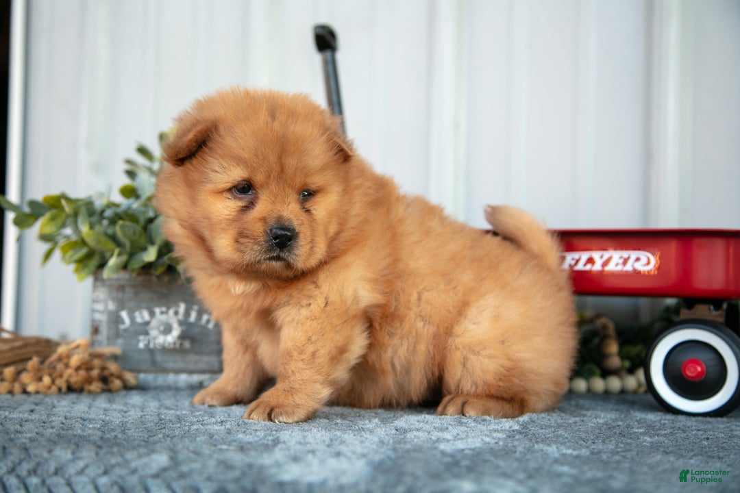 Chow Chow dogs for sale: Casio - Ad 2