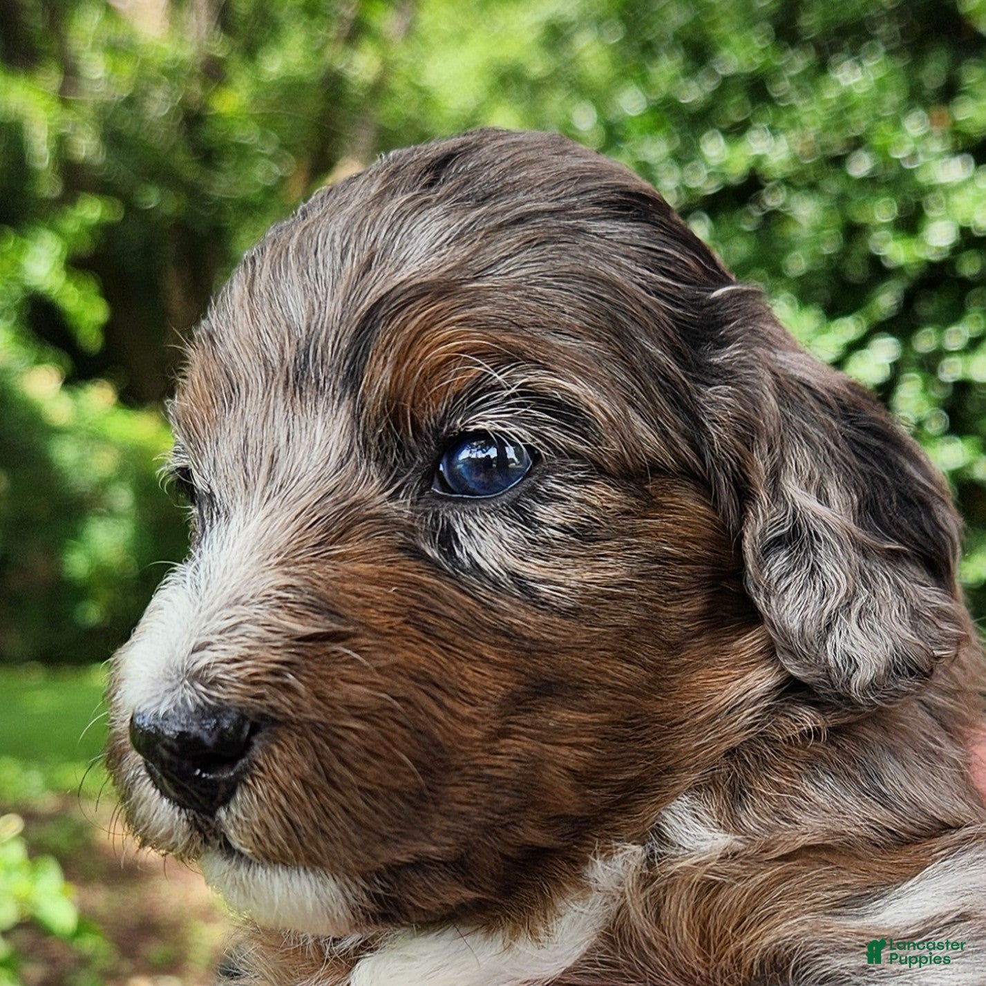 Mini Aussiedoodle dogs Misty - Female - Blue Merle - Ad 1