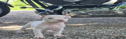 American Bully dogs for sale: Dior - Ad 2