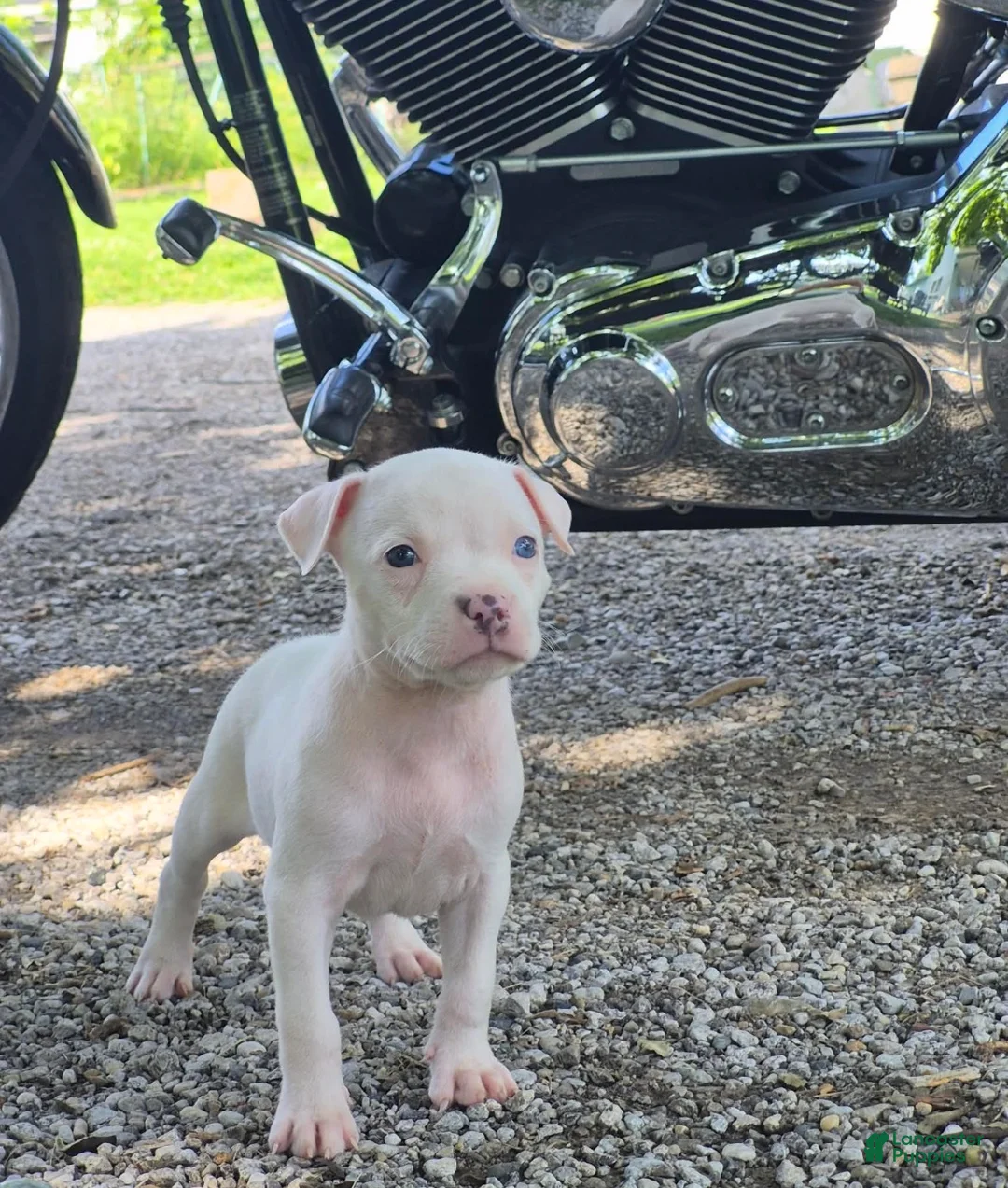 American Bully dogs for sale: Dior - Ad 2