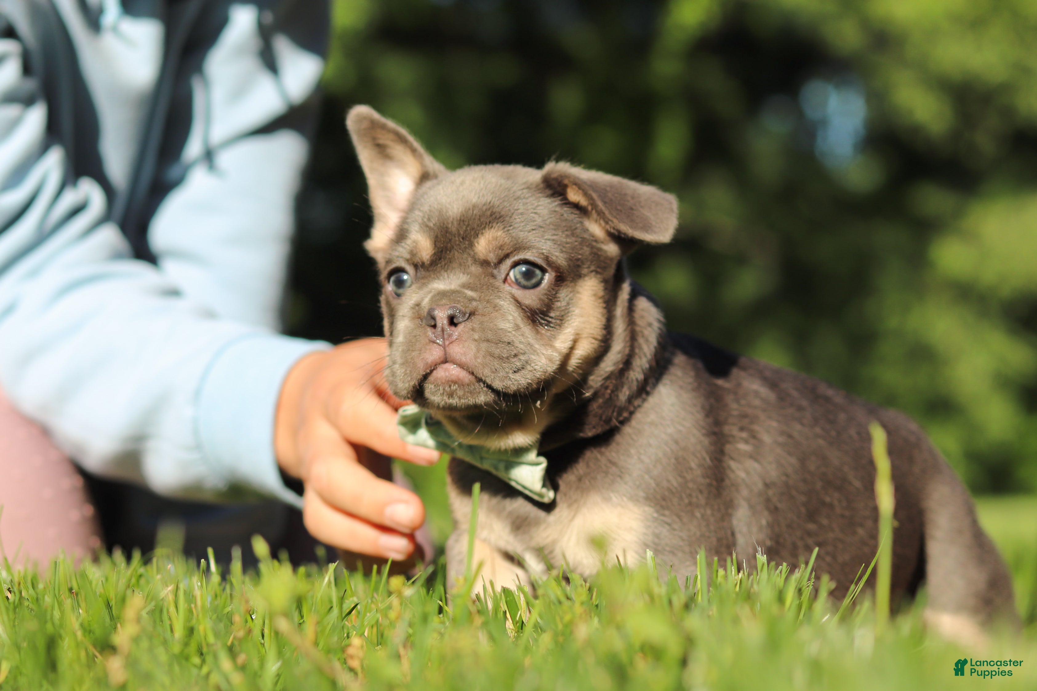 French Bulldog dogs for sale: Mason - Ad 11