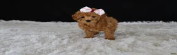 Toy Poodle dogs for sale: Cocoa - Ad 5