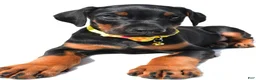 Doberman Pinscher dogs for sale: Bubba - Ad 4