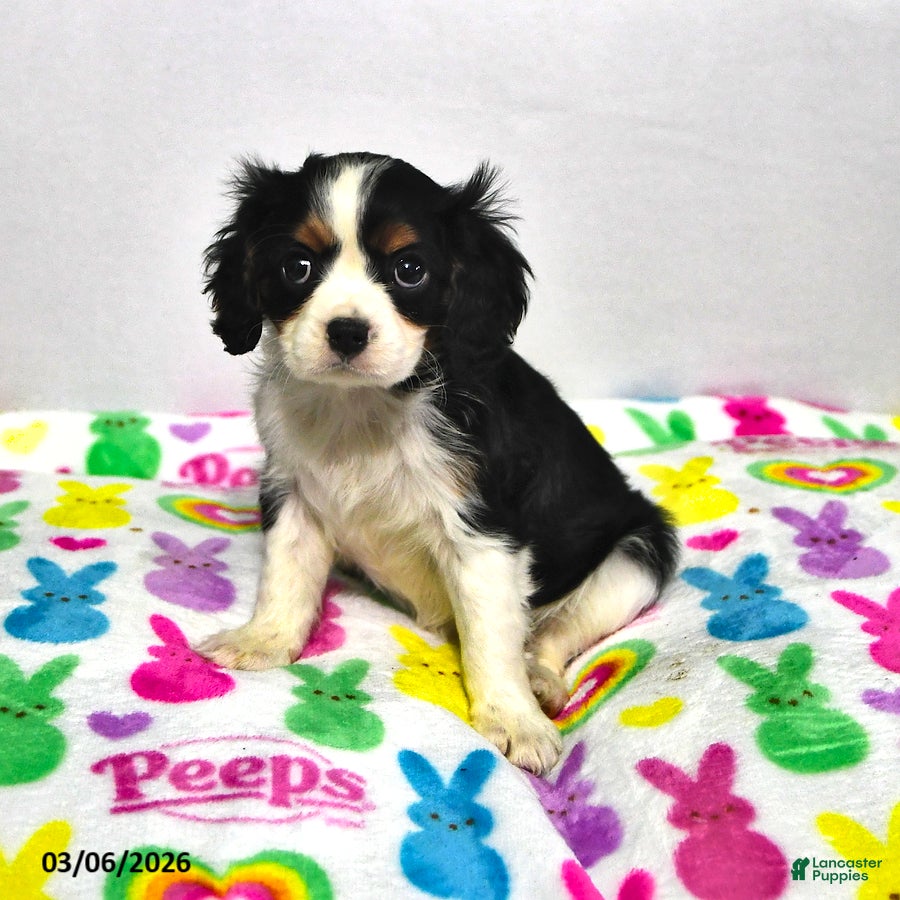 Cavalier King Charles Spaniel dogs Lilac - Ad 2