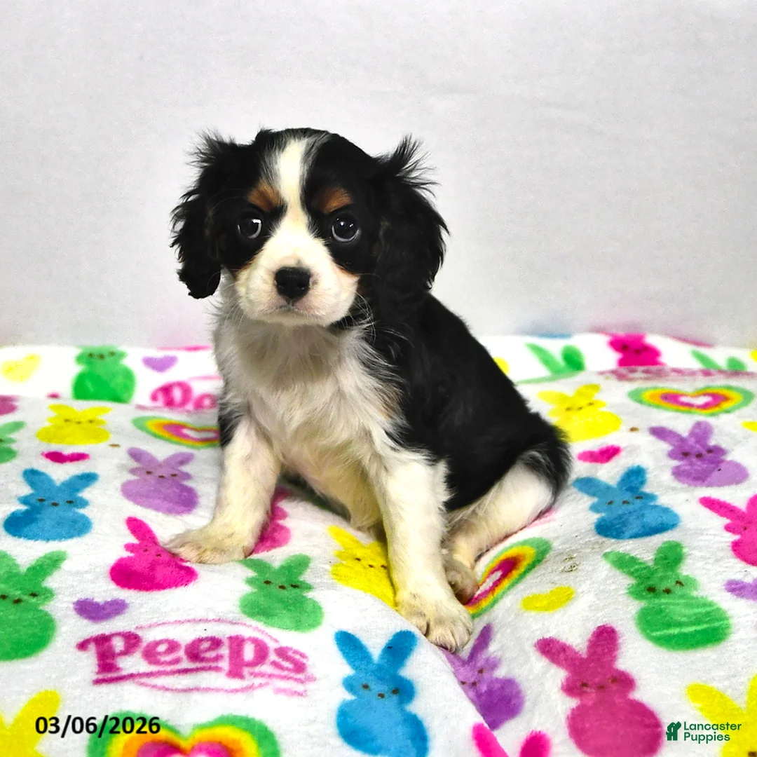 Cavalier King Charles Spaniel dogs for sale: Lilac - Ad 2