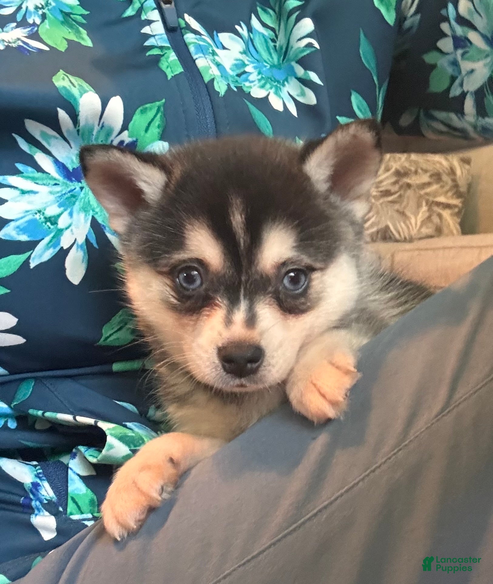 Alaskan Klee Kai dogs Adam - Ad 2