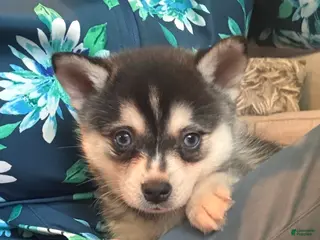 Alaskan Klee Kai dogs Adam - Ad 2