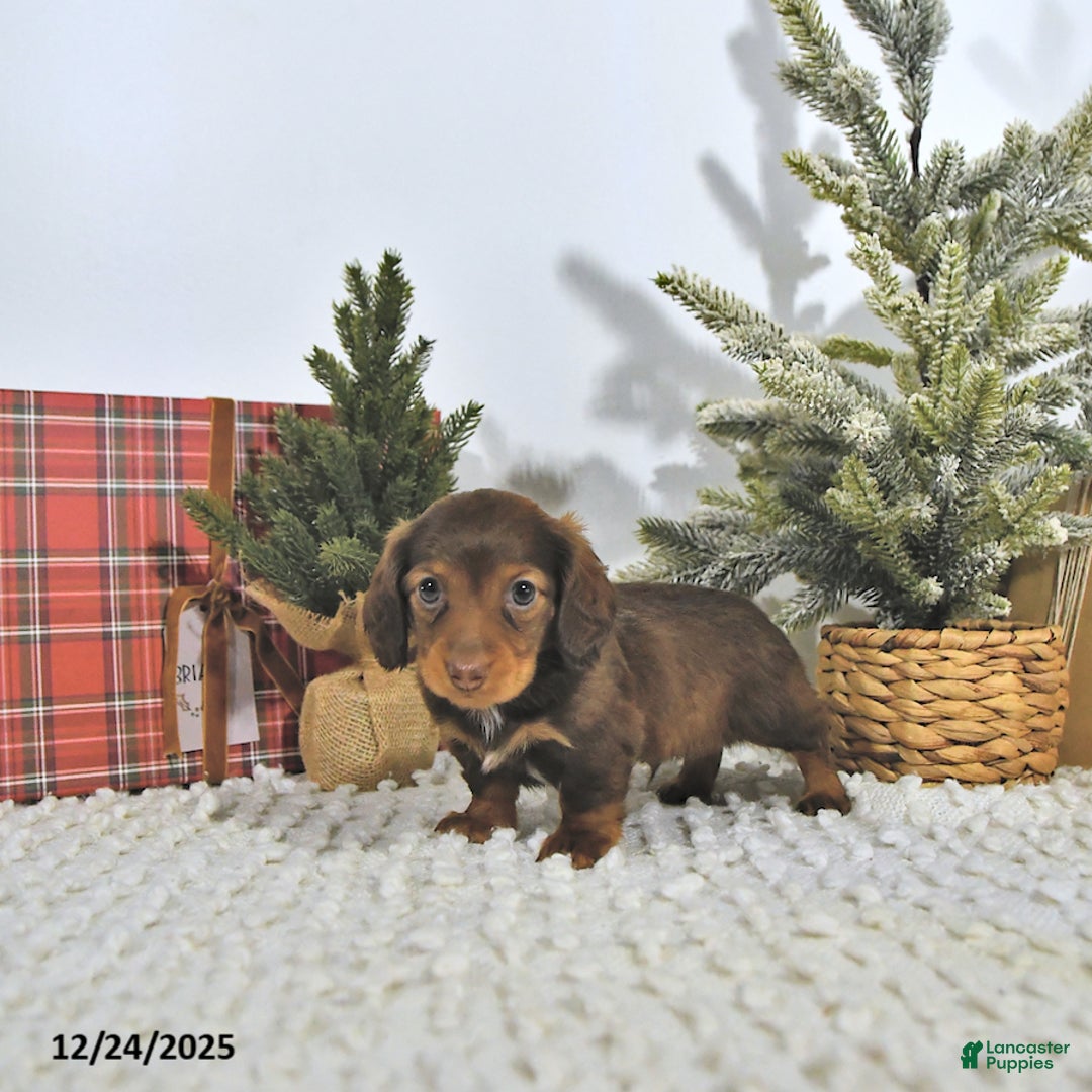 Miniature Dachshund dogs for sale: Randy - Ad 3