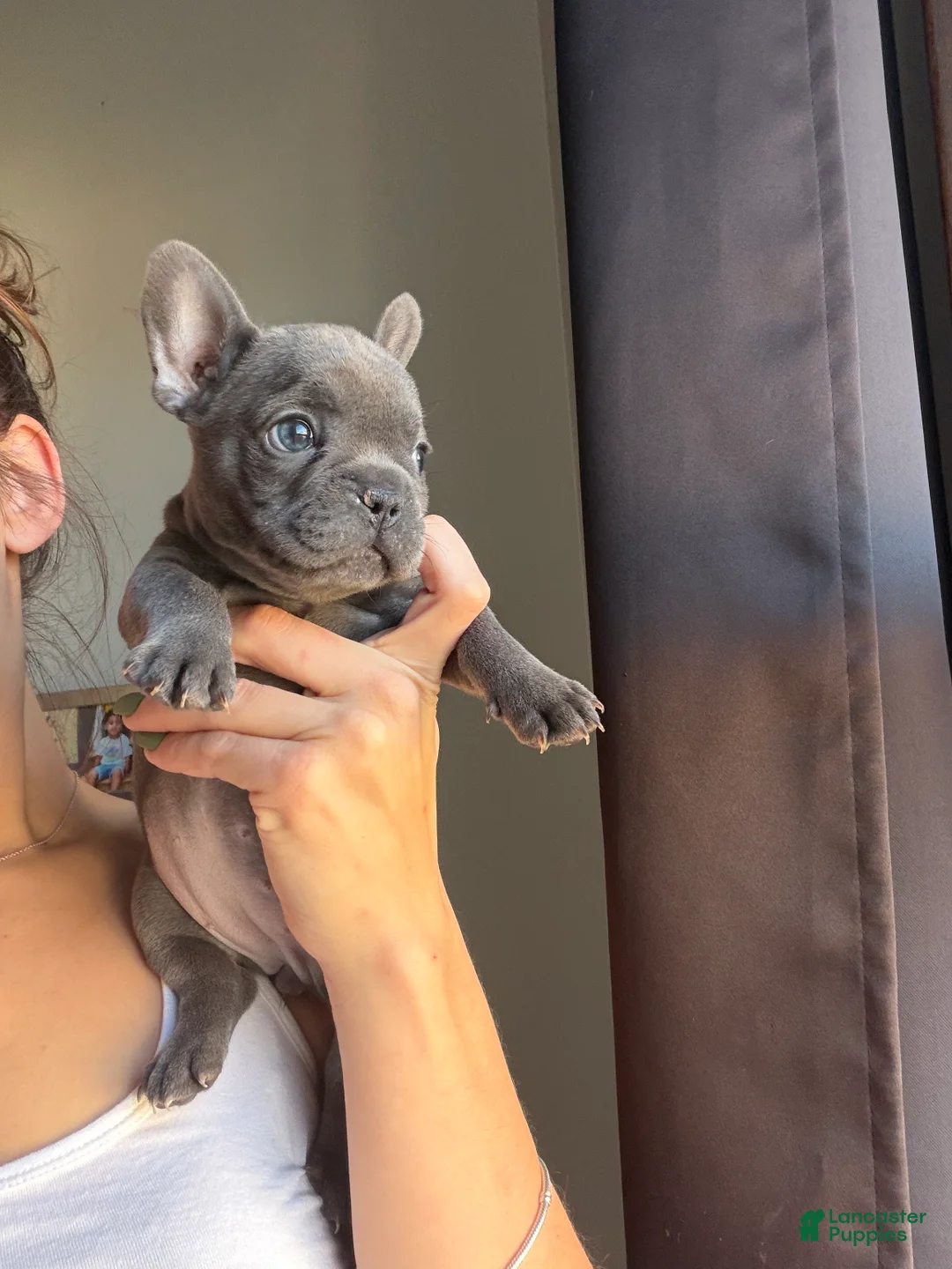 French Bulldog dogs for sale: Baby - Ad 5