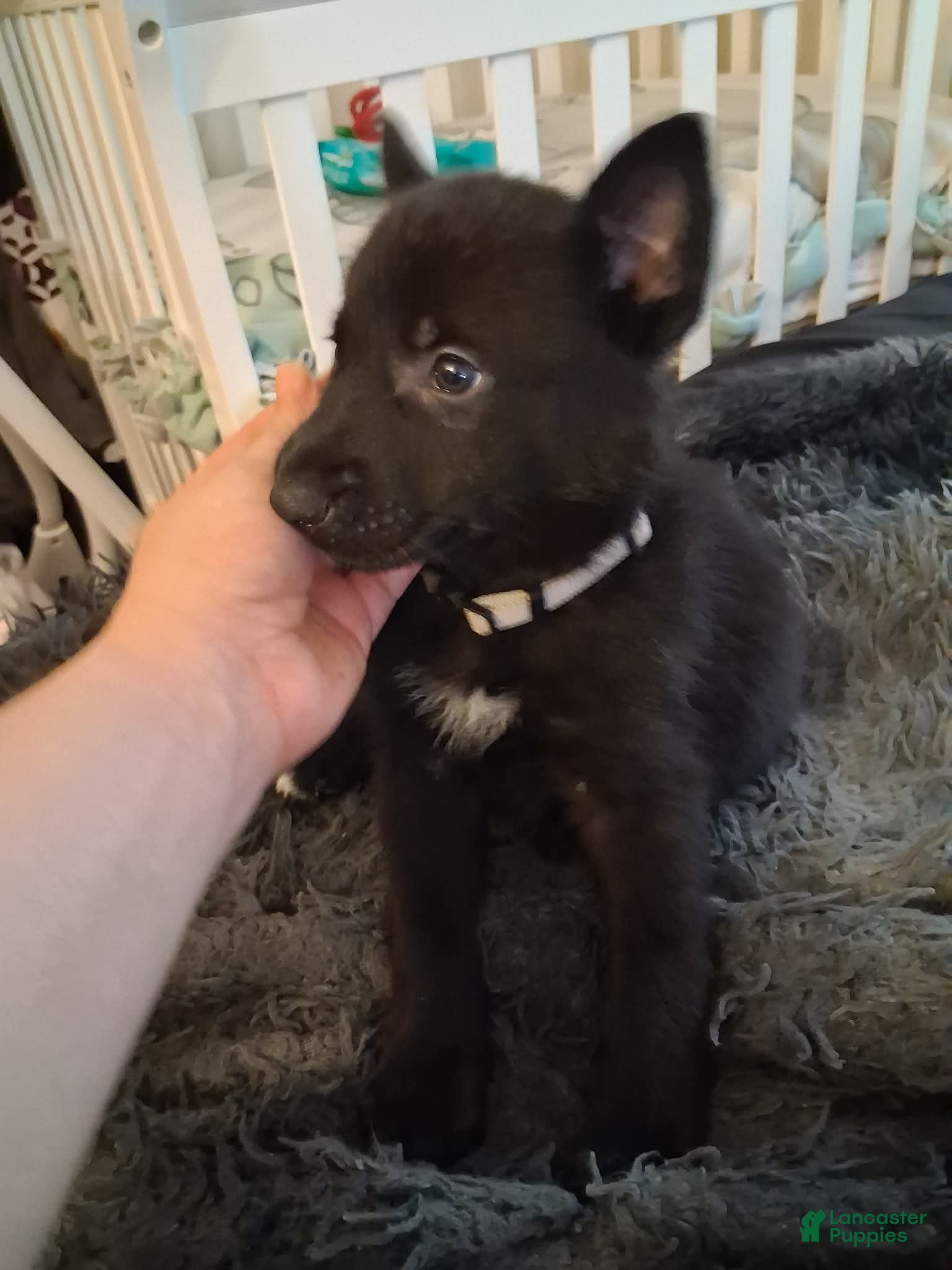 German Shepherd dogs Taz 🩶 - Ad 20