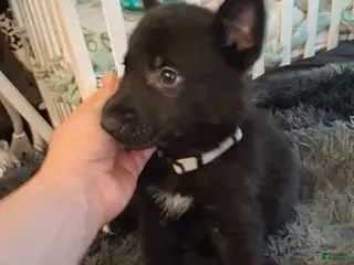 German Shepherd dogs Taz 🩶 - Ad 20