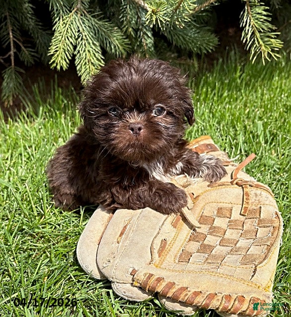 Shih Tzu dogs Tia  - Ad 2