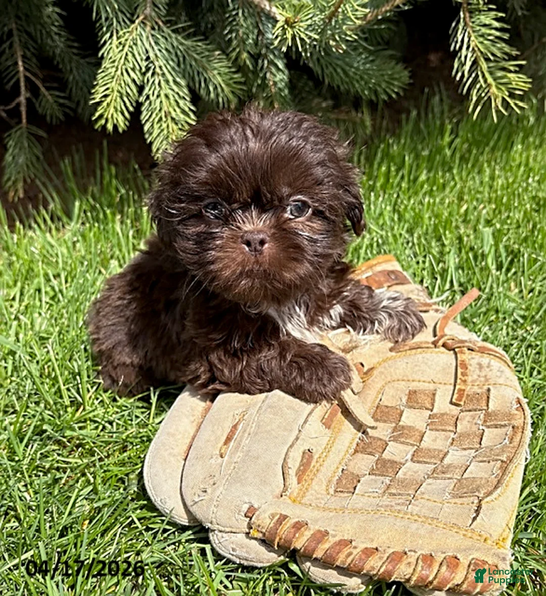 Shih Tzu dogs for sale: Tia  - Ad 2