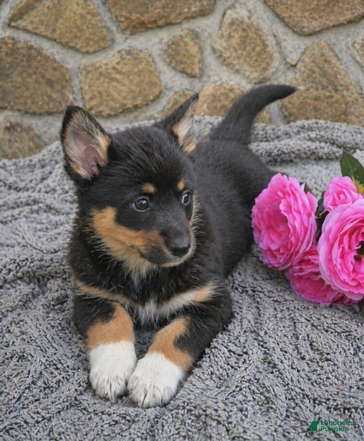 Welsh Corgi Cardigan dogs Bailey  - Ad 3