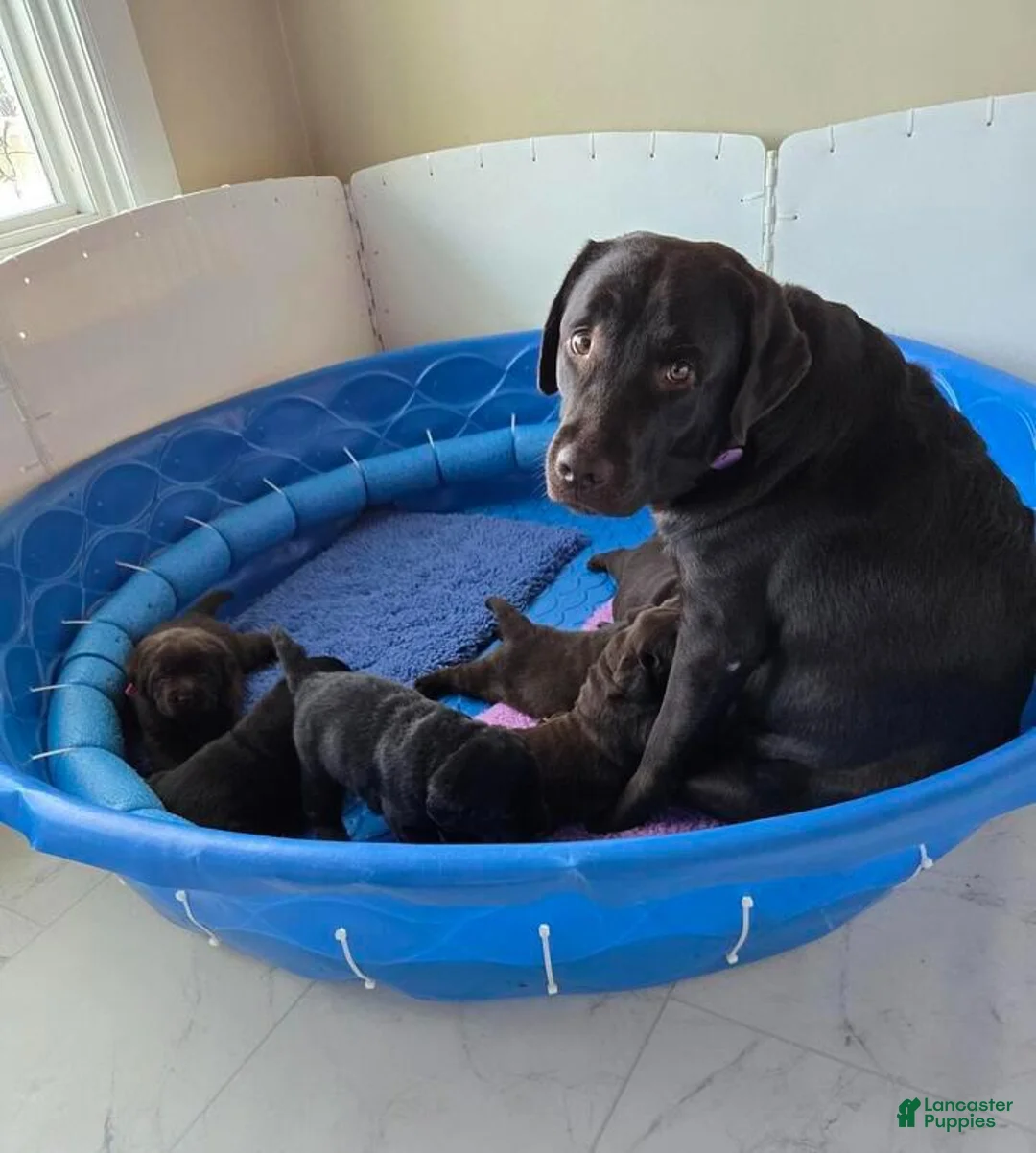 Labrador Retriever dogs for sale: Labrador Retriever Puppy 9 - Ad 2