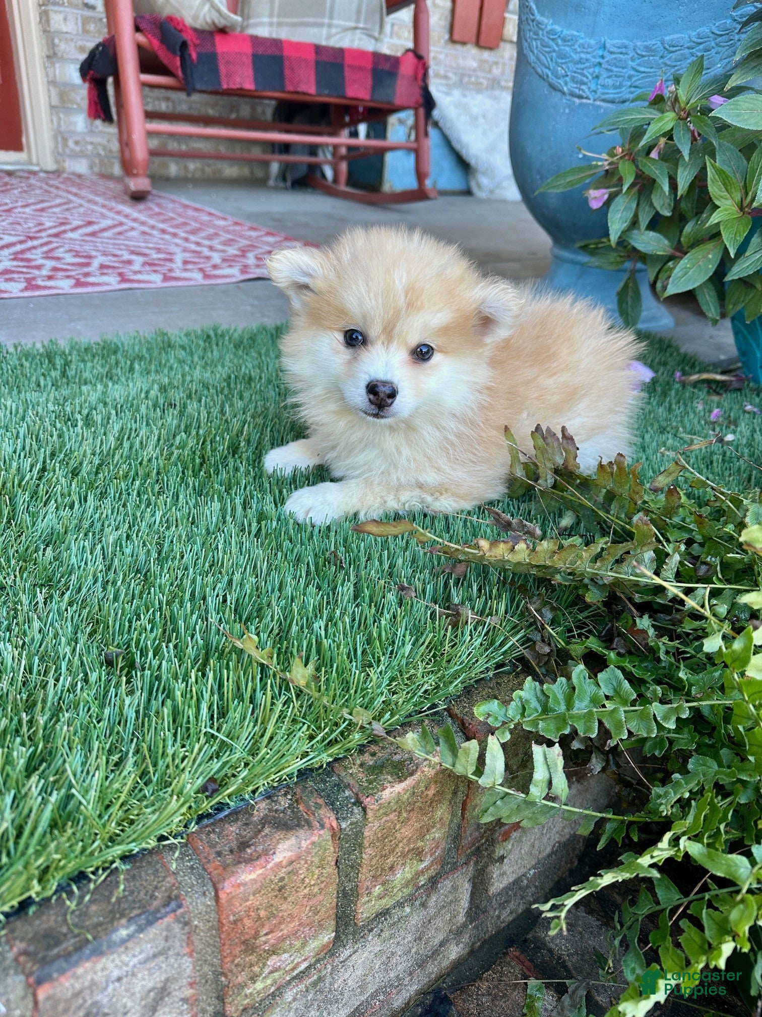 Pomsky dogs Chester - Ad 14