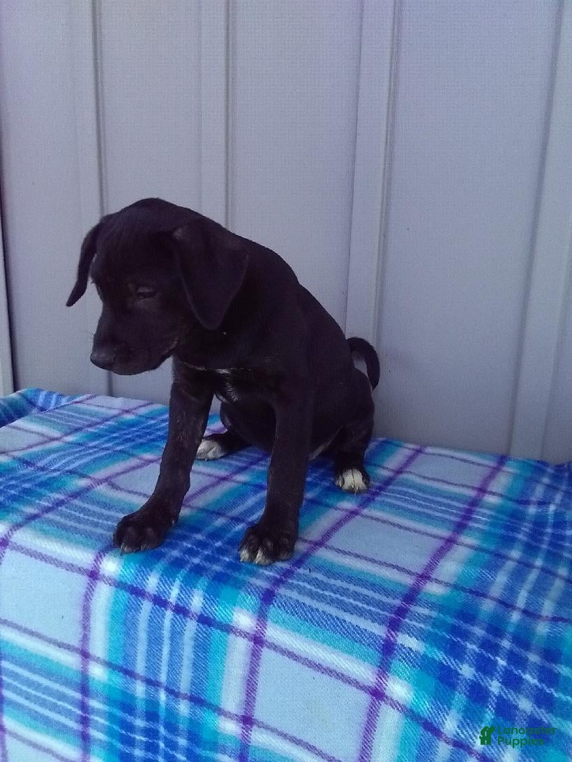 Labrador Retriever dogs Lily - Ad 2