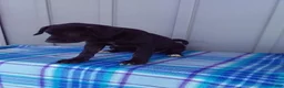 Labrador Retriever dogs for sale: Lily - Ad 6