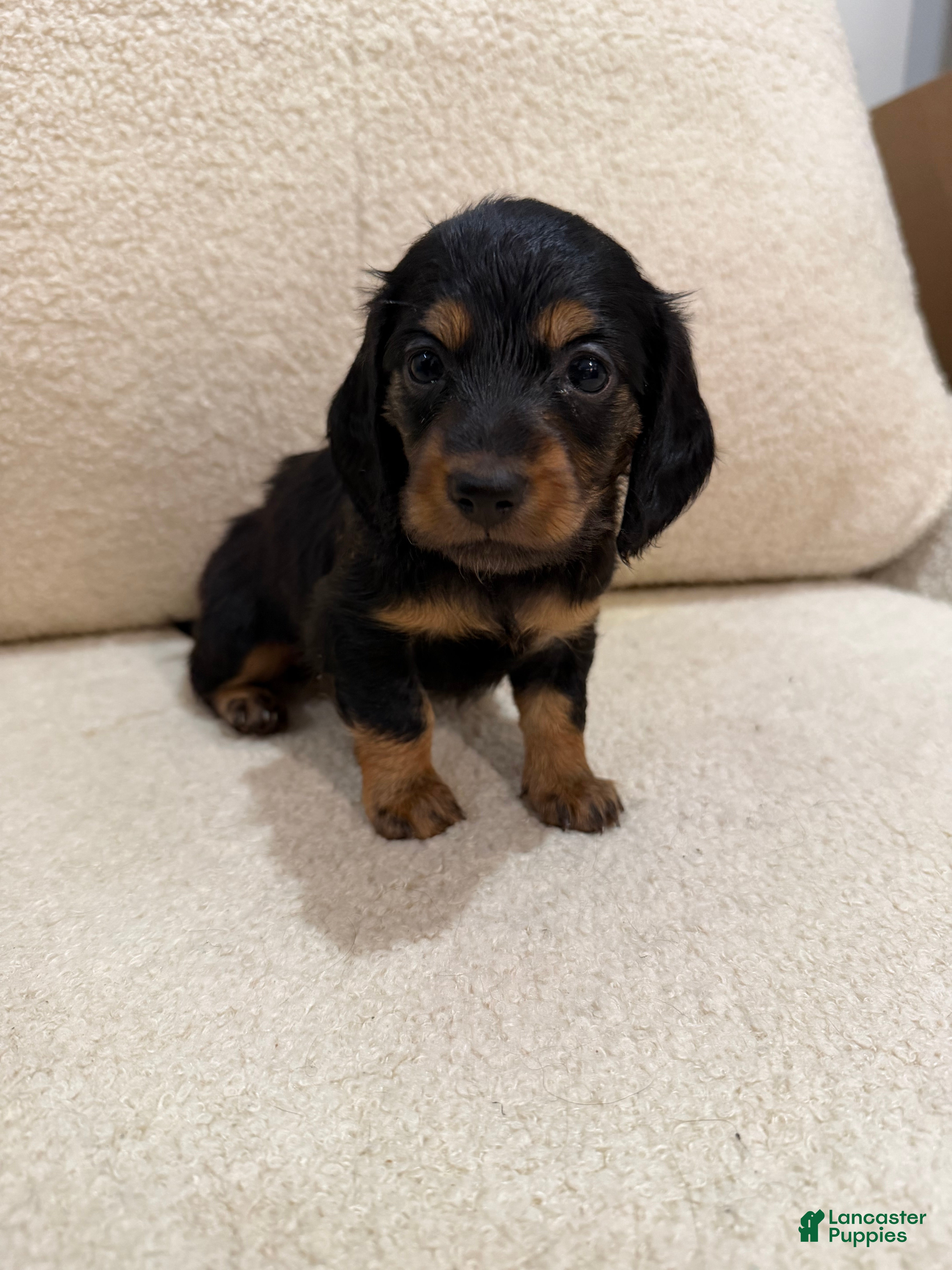 Miniature Dachshund dogs Mellow - Ad 21