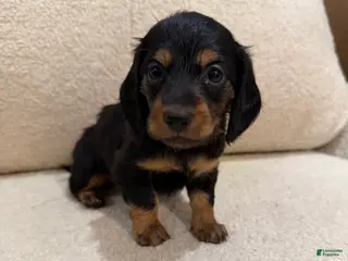Miniature Dachshund dogs Mellow - Ad 21