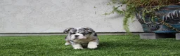 English Bulldog dogs for sale: English Bulldog 1 - Ad 6