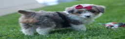 Corgipoo dogs for sale: NANCY - Ad 7
