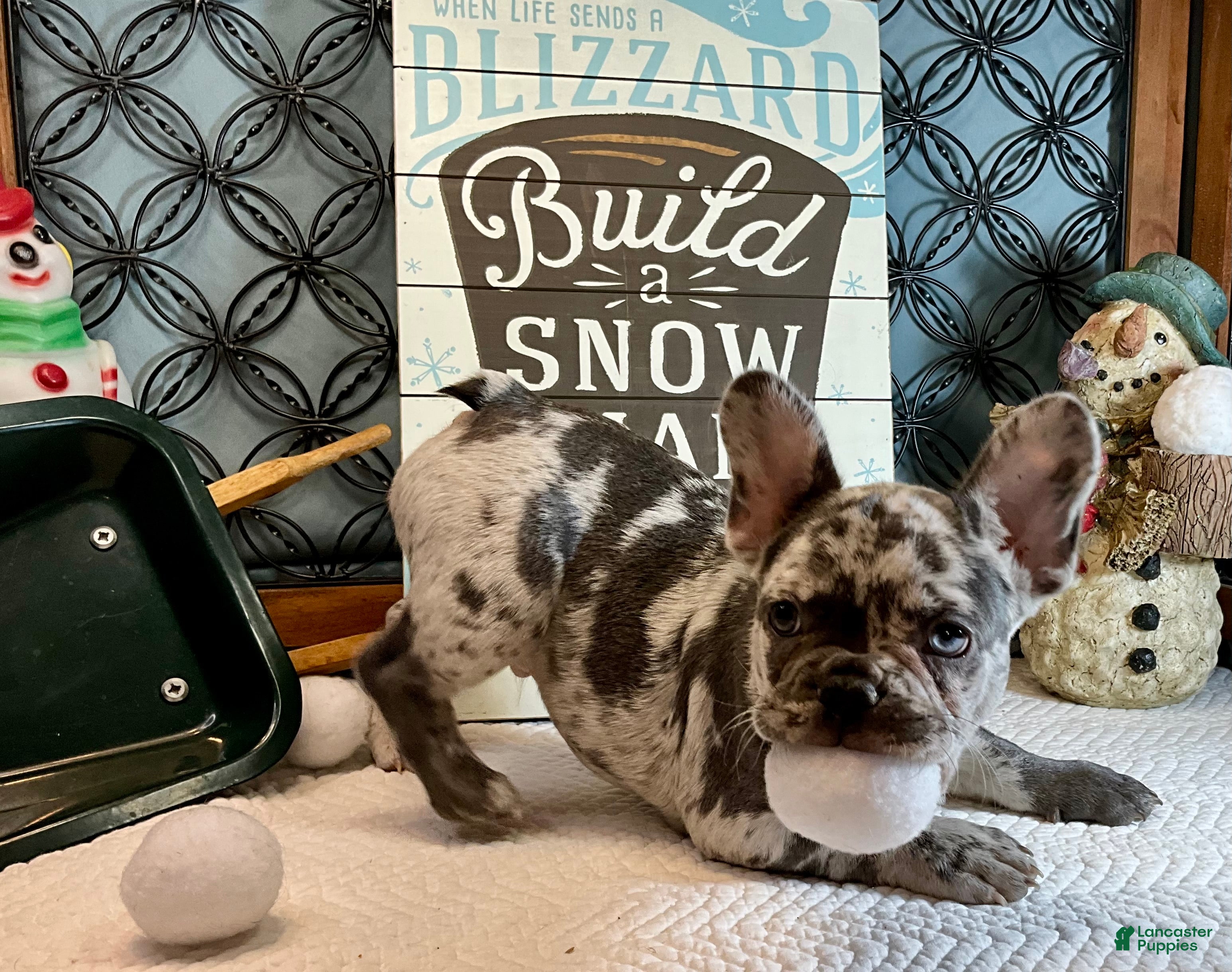 French Bulldog dogs Tracker - Ad 8