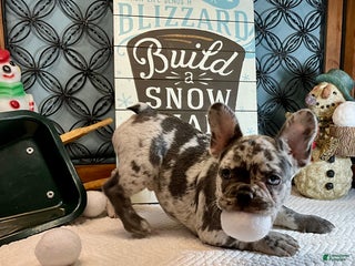 French Bulldog dogs Tracker - Ad 8