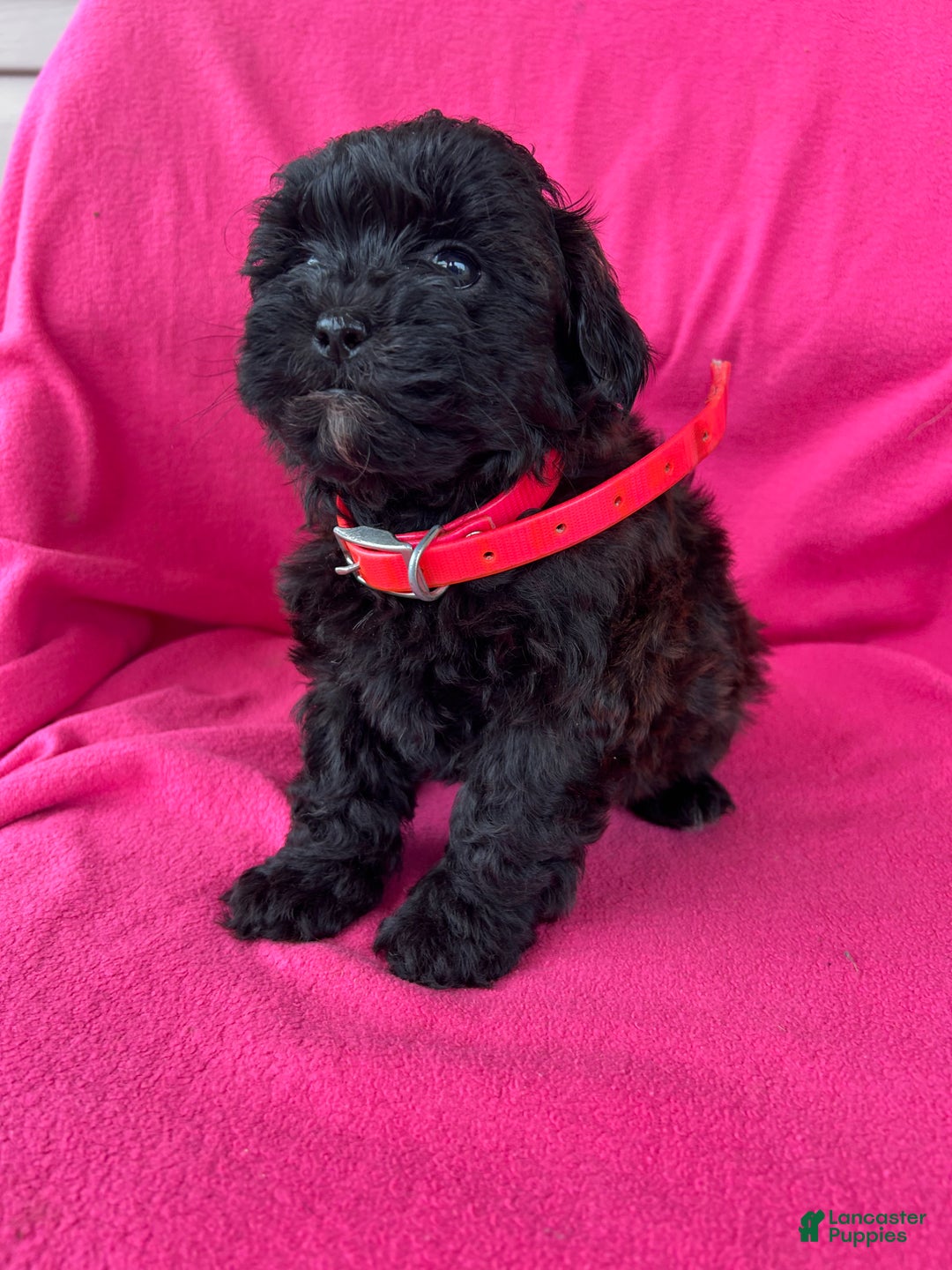 Shihpoo dogs for sale: PRECIOUS - Ad 7