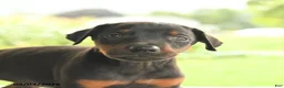 Doberman Pinscher dogs for sale: Anders - Ad 5