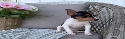 Toy Fox Terrier dogs for sale: Tinker - Ad 4