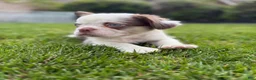 French Bulldog dogs for sale: French Bulldog 3 - Ad 3