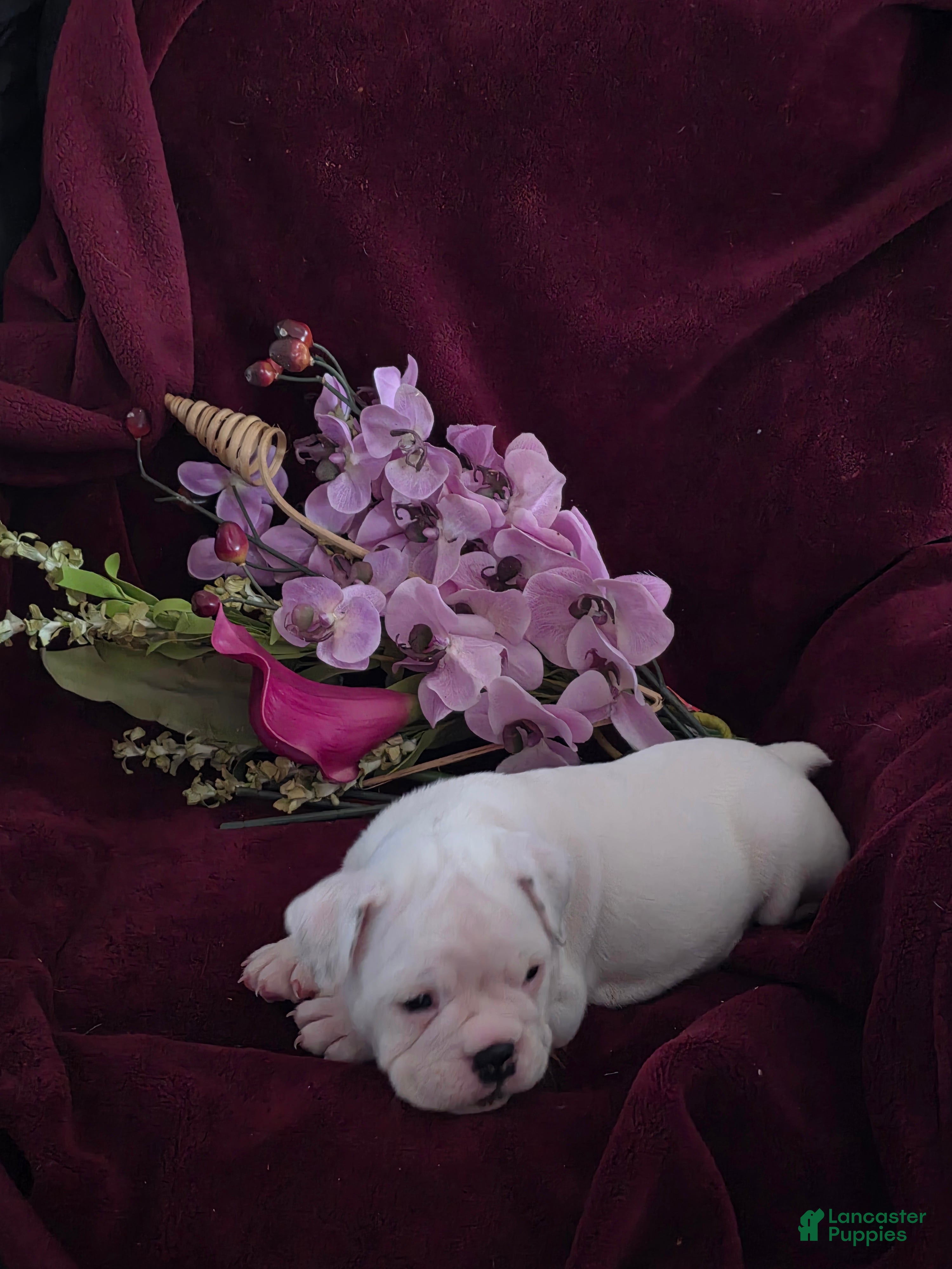 English Bulldog dogs English Bulldog Puppy 3 - Ad 6